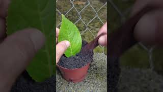 Tips for growing hydrangeas that quickly root from leaves [upl. by Mingche]