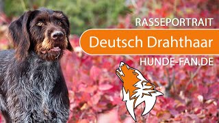 ► Deutsch Drahthaar 2018 Rasse Aussehen amp Charakter [upl. by Danielle]