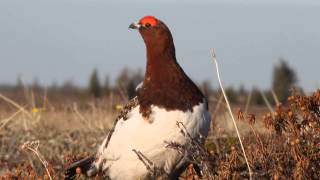 Willow Ptarmigan surveying scene [upl. by Rayle]