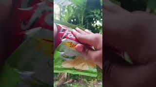 PARLEs wafers cream n onion asmr review  shorts lays [upl. by Lamphere672]