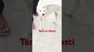 Tanu ki Masti 🫣 ❤️ mini shorts [upl. by Bollen]