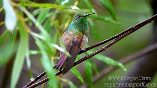 HDObservations  Berylline Hummingbird 4K UHD [upl. by Itteb]