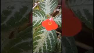 Episcia Cupreata ornamentalplants nature travel shortvideo trending [upl. by Oiramrej]