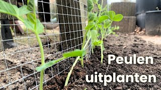 Peulen uitplanten  Eerst groente in de moestuin [upl. by Ottinger]