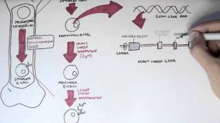 Immunology  Antibody Somatic VDJ Recombination I [upl. by Malsi]