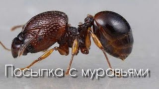 Распаковка посылки с экзотическими муравьями Acanthomyrmex thailadensis и другие [upl. by Kitrak]