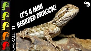 Rankins Dragon The Best Pet Lizard [upl. by Jackelyn]