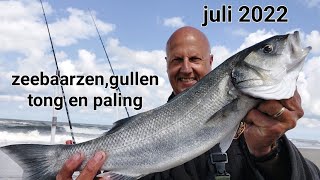 Zeevissen juli 2022 zeebaars gul tong en paling [upl. by Adnirim]