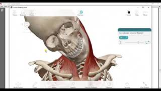 Suprahyoid amp infrahyoid muscles amp muscles of back of neck amp joints of atlas drmohamed gebba [upl. by Zilvia]