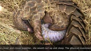 Pangolin Birth [upl. by Gronseth]