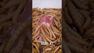 10 000 Mealworms vs Raw Chicken [upl. by Waugh887]