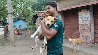 Saving Street Dogs in India [upl. by Emolas]