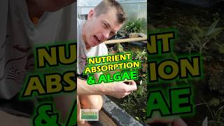 Explain To Me The Relationship Between ALGAE amp NUTRIENT ABSORPTION [upl. by Nanaj]