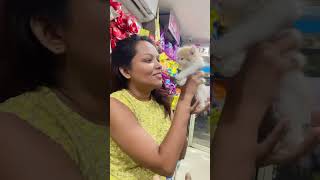 Bulli kitten telugu cute little kitten pet subscribe kakinada petlover [upl. by Jarrid]