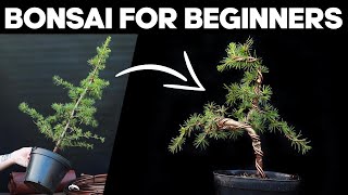 How to Make Bonsai for Beginners 🌲EASY [upl. by Tatiania]