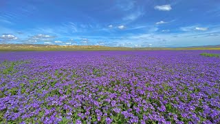 2023 Wildflowers in Carrizo Plain  April [upl. by Yttisahc]