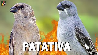 O CANTO DA PATATIVA Sporophila plumbea [upl. by Airat297]