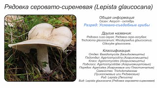 Рядовка сероватосиреневая Lepista glaucocana [upl. by Carl]