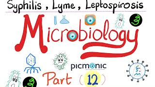 Microbiology  Spirochetes Syphilis TORCH Leptospira Borrelia Lyme disease  Picmonic  Part 12 [upl. by Eillib214]