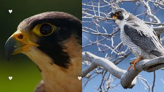 Peregrine Falcon Master of the Skies [upl. by Nivlak15]