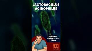 Lactobacillus Acidophilus  Human health and disease  class 11th Biology  NEET  neet science [upl. by Eilla15]