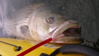 Big Striped Bass Fishing  33pound Kayak Bass on Tube and Gulp Worm [upl. by Sherrard863]