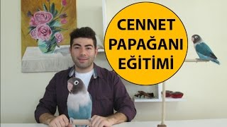 Cennet Papağanı Eğitimi [upl. by Marko749]