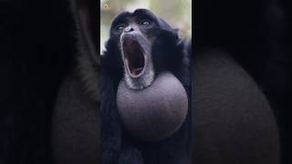 Siamang Gibbons Sounds Screaming Gibbons [upl. by Draned]