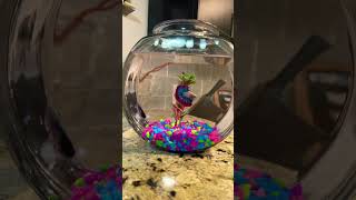 Two Betta Fish One Tank viralshorts fishkeeping [upl. by Murat]