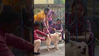 aggressiveness 😡 vaccinationday spitz doglover pet viral 1millionviews ytshortsindia views [upl. by Inaffyt]