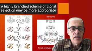 15 Cancer development  clonal selection [upl. by Kenyon]