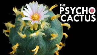 Peyote The Cactus With Psychedelic Defenses [upl. by Erdried]