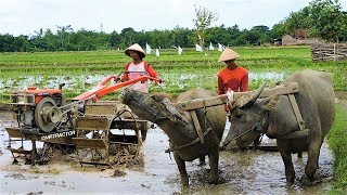 Traktor Dan KERBAU Membajak Sawah G1000 G3000 Zeva [upl. by Nivad388]