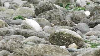 Common Ringed Plover [upl. by Eecrad]