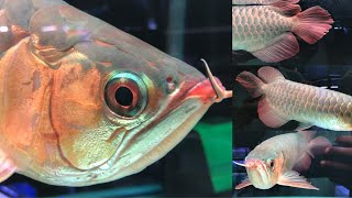 Dragon🐉 arowana prehistoric dragonfish [upl. by Atilahs]