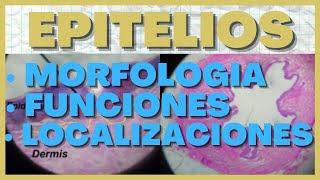 Identificar Epitelios en Histologia Morfologia Funciones y Localizacion [upl. by Carlick993]