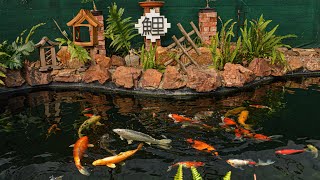 Tame Nishikigoi  Koi Pond Update [upl. by Oicneconi]