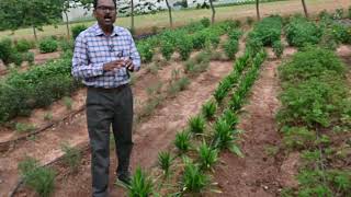 UASB KRISHIMELA 2024 Aromatic Plants Garden  DrKNSrinivasappa ProfHorticulture [upl. by Novello]