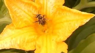 Bees Pollinating Mini Pumpkins [upl. by Aural]