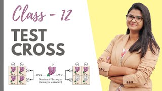 Test Cross Explained Easy  HINDI  Class 12  NCERT [upl. by Nagem]