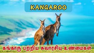 KANGAROO INTERESTING FACTS [upl. by Ghassan848]