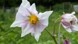 Solanum tuberosum  Potato flowers  Kartöflublóm  Jarðepli  Náttskuggaætt [upl. by Tnahsarp]