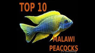 🐟🐠TOP 10 PEACOCKS Aulonocara CICHLIDS OF MALAWI LAKE🐟🐠 Top 10 Aulonocara🐟🐠 [upl. by Kinson]