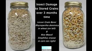 Insect Damage to Stored Grains [upl. by Culbert]