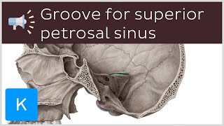 Groove for superior petrosal sinus  Anatomical Terms Pronunciation by Kenhub [upl. by Hagile998]