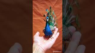 videovirales ANIMALES TIERNOS PAVO REAL [upl. by Louisa]