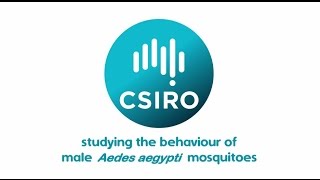 Studying the behaviour of male Aedes aegypti mosquitoes [upl. by Botnick]