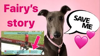 GREYHOUND rescue story Injured racing greyhound finds loving forever home 🥰 [upl. by Ikcin]