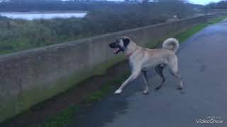 Kangal uk Anatolian shepherd dogs [upl. by Blanche582]