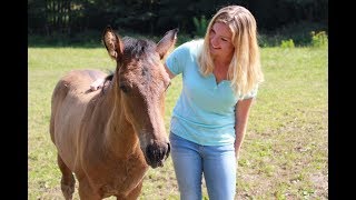 Fohlenliebe amp Reiten auf spanischem Deckhengst Privatgestüt Möningerberg [upl. by Mariano675]